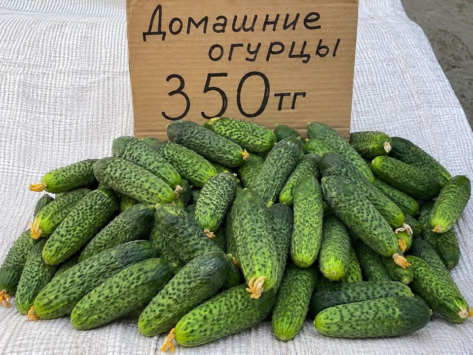 Домашние огурцы свежиеееееее
