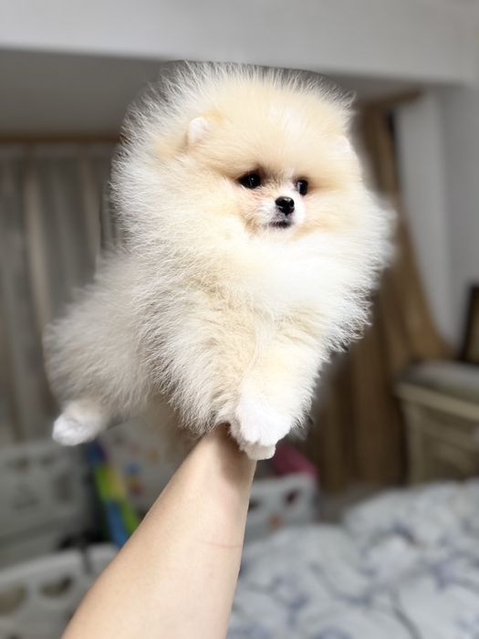 Mascul pomeranian extra mic
