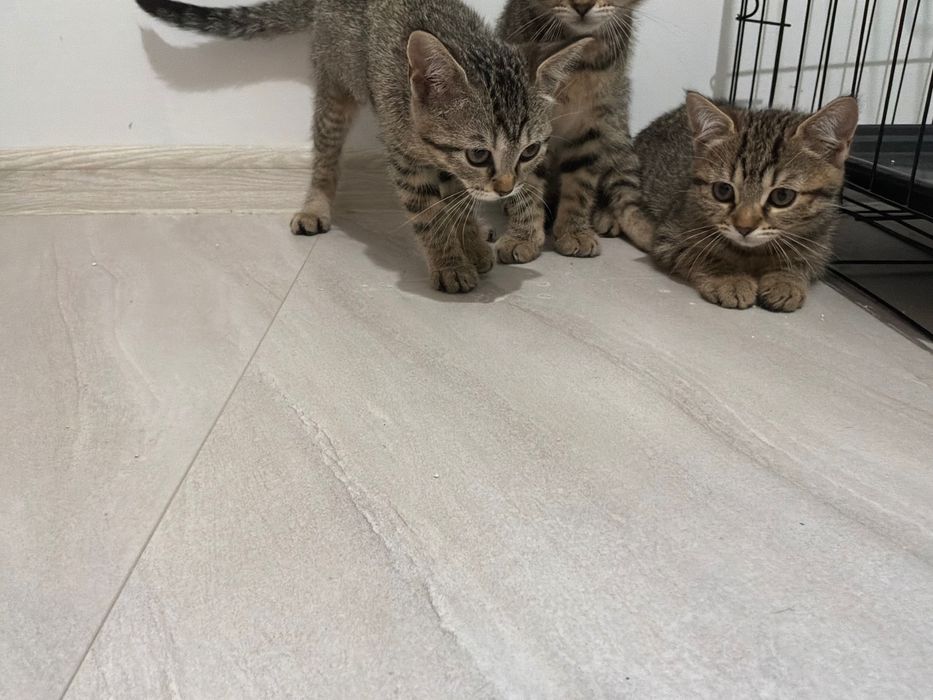 3 Малки Котенца За Даване