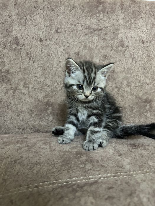 Британские котята