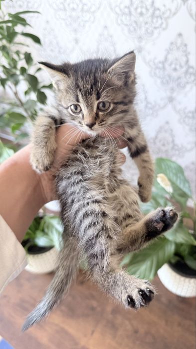 Кошка отдам в хорошие руки
