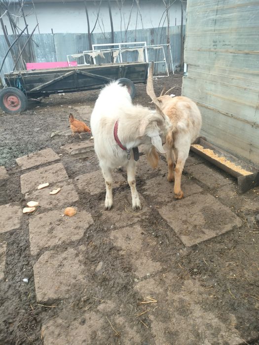 De Vânzare Țap Sanen sau variante