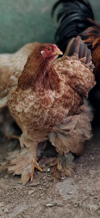 Oua gaini rasa brahma + gaini alte rase.