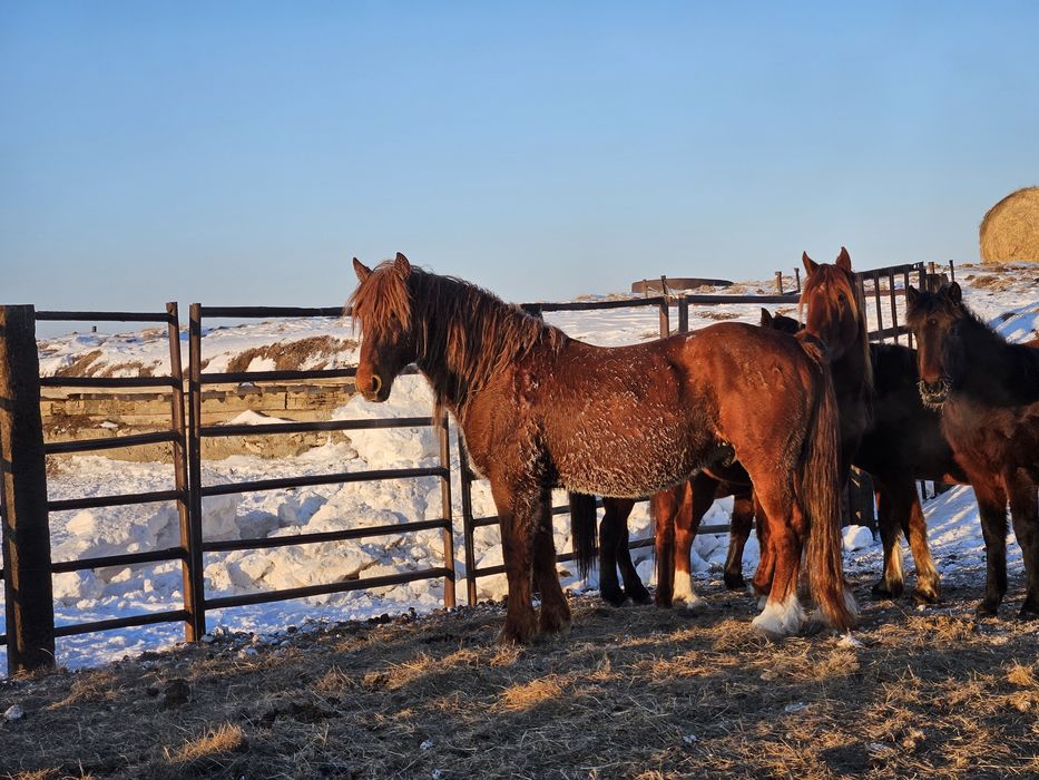 Айғыр жеребец уйрге