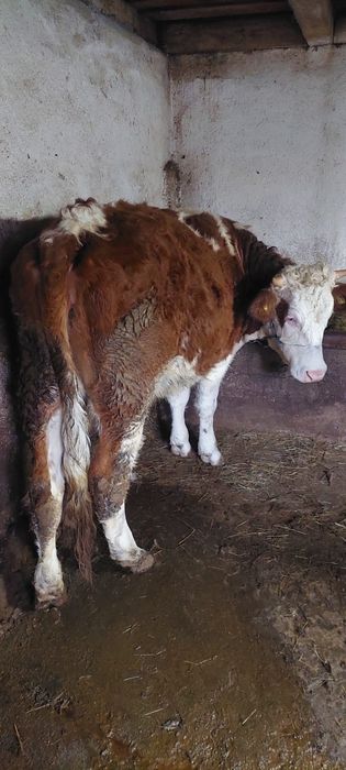 Vand 2 juninci baltata romaneasca