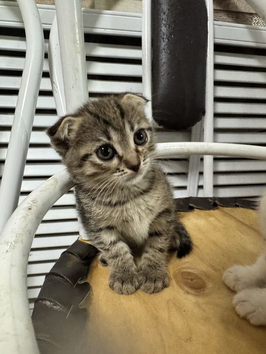 Котята шотландские