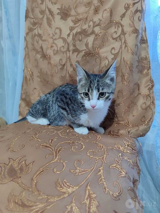 Красавец котёнок, в хорошие руки
