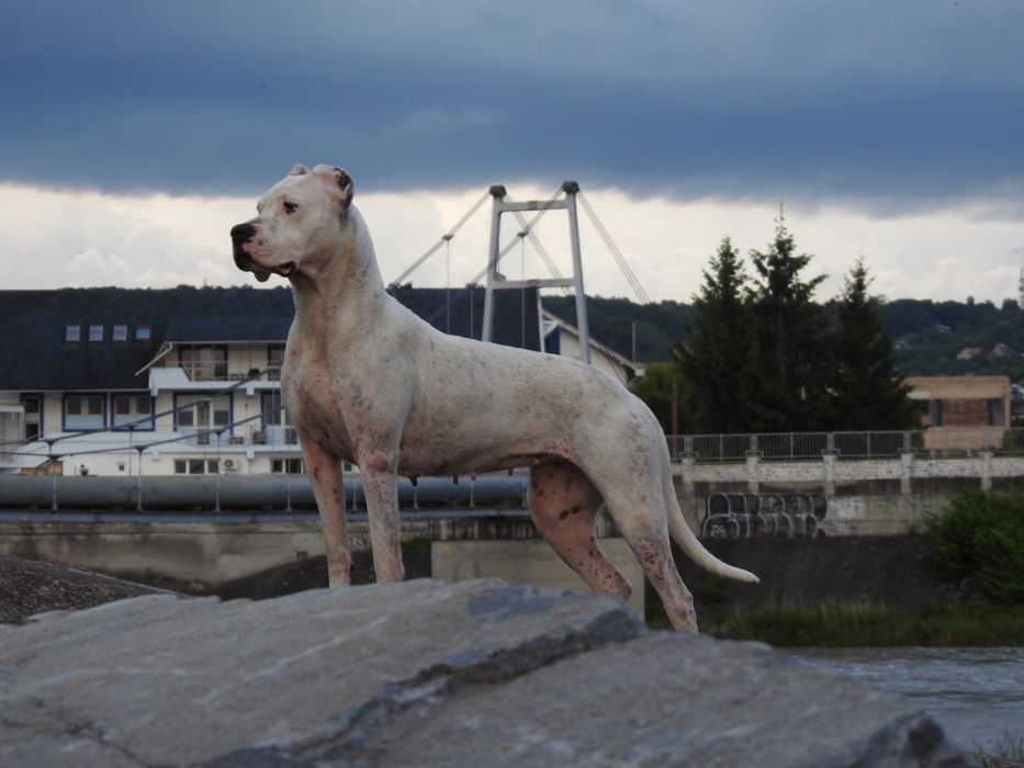 De vanzare pui Dogo Argentino