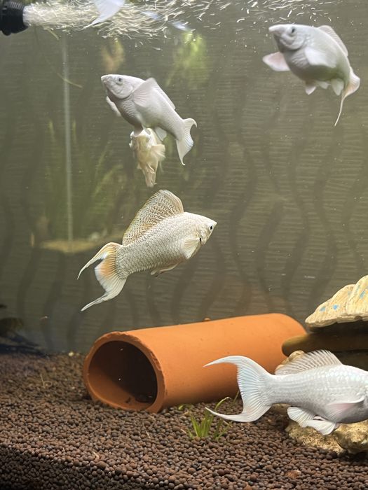 Велифера платина рыбка