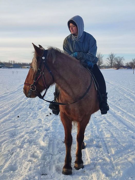 Продам жерёбую кобылу