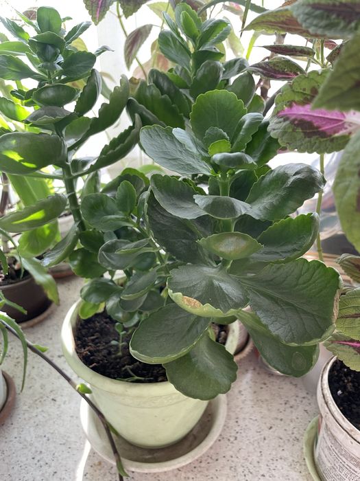 Комнатные цветы недорого