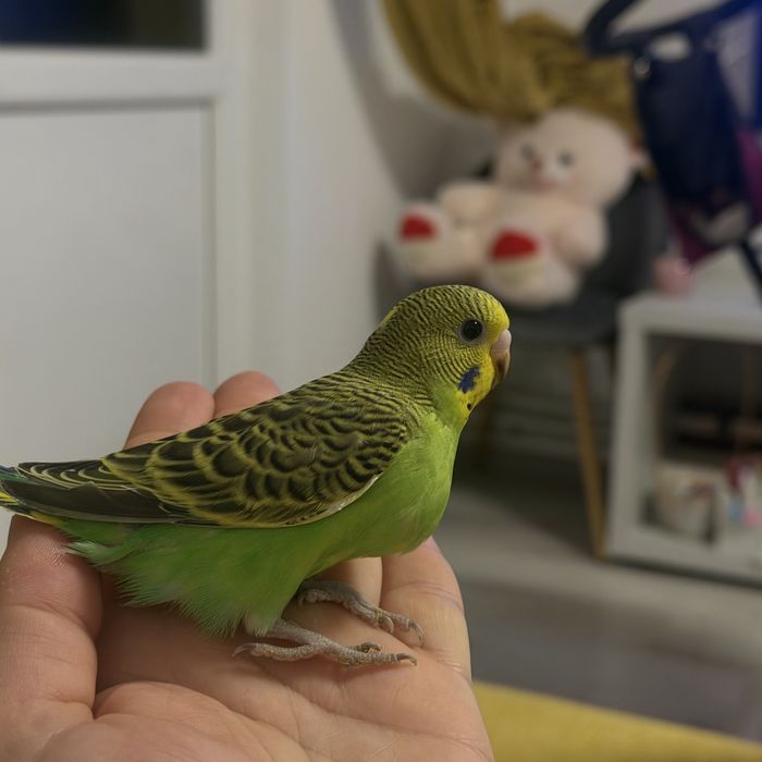 Papagali perusi pui si maturi