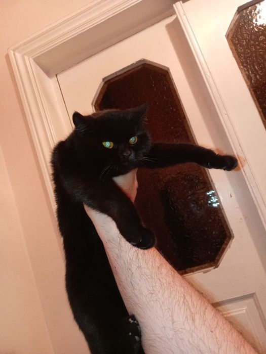 Продам кошку скотиш страйт чёрный