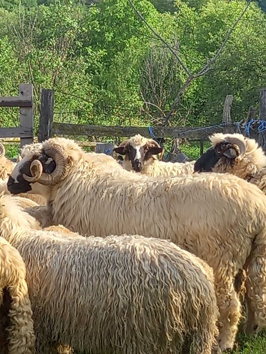 Vând berbec din oaie bună de lapte