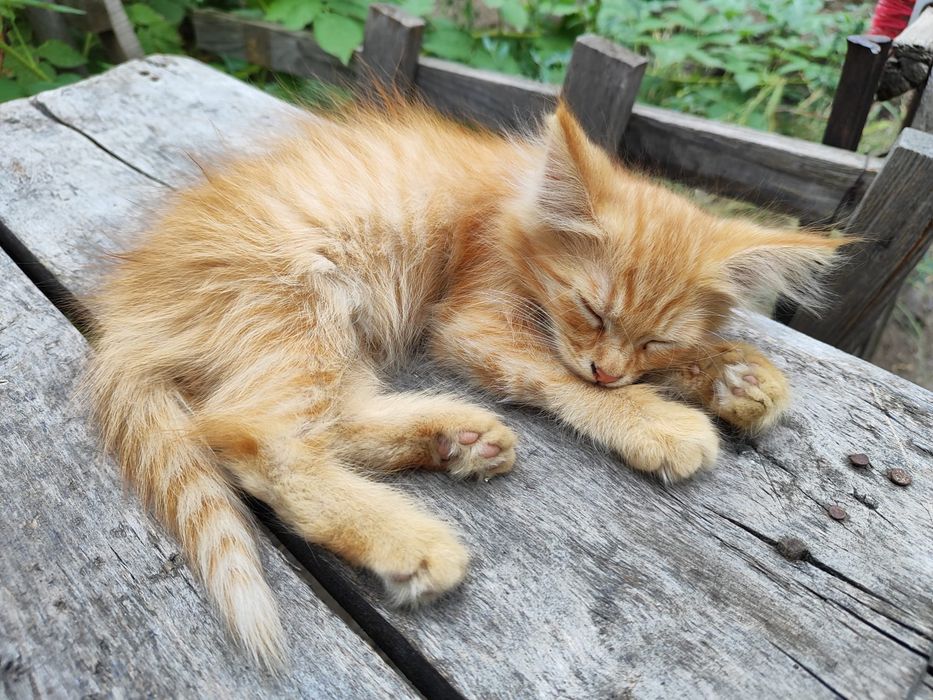 Котики 1,5 месяца ищут хозяев