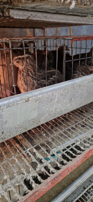 Prepelite ouătoare și ouă