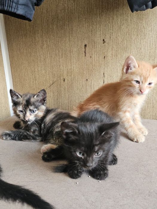 Отдам котят в хорошие руки