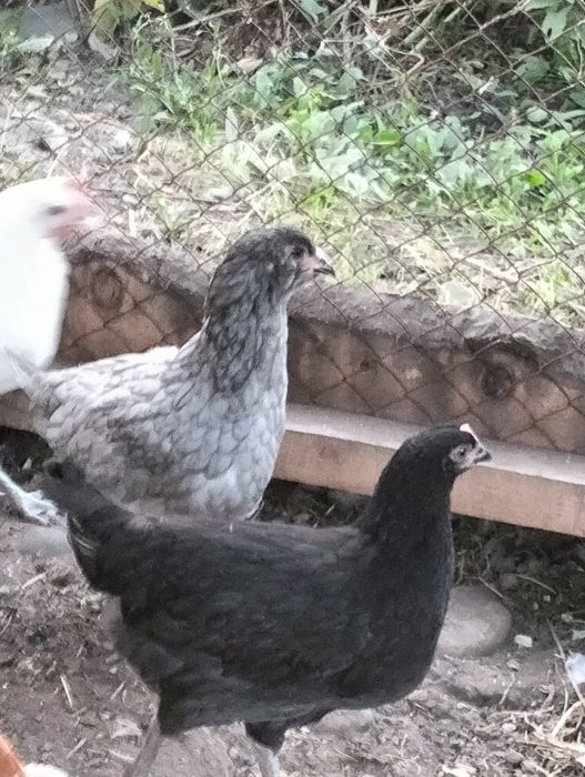 Продаются молоденькие курочки