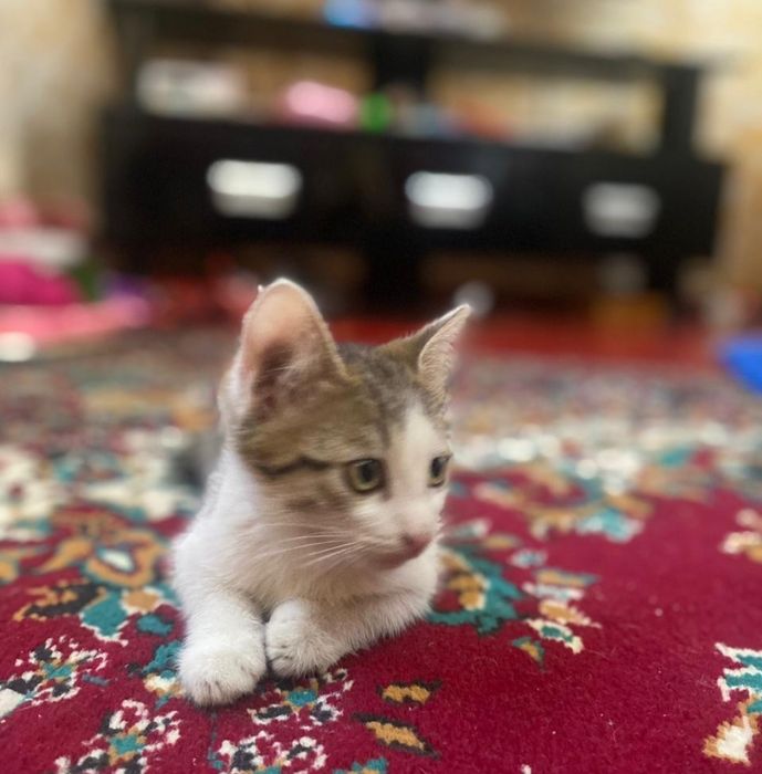 Мысық тегін берледі