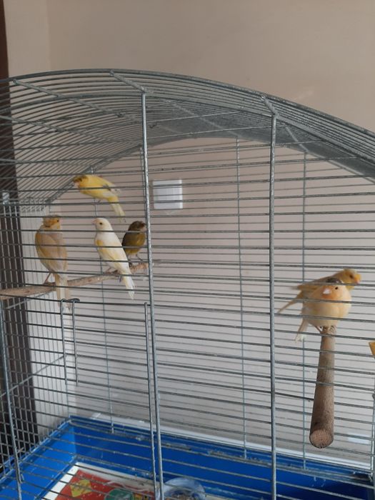 Vând canari 6 buc