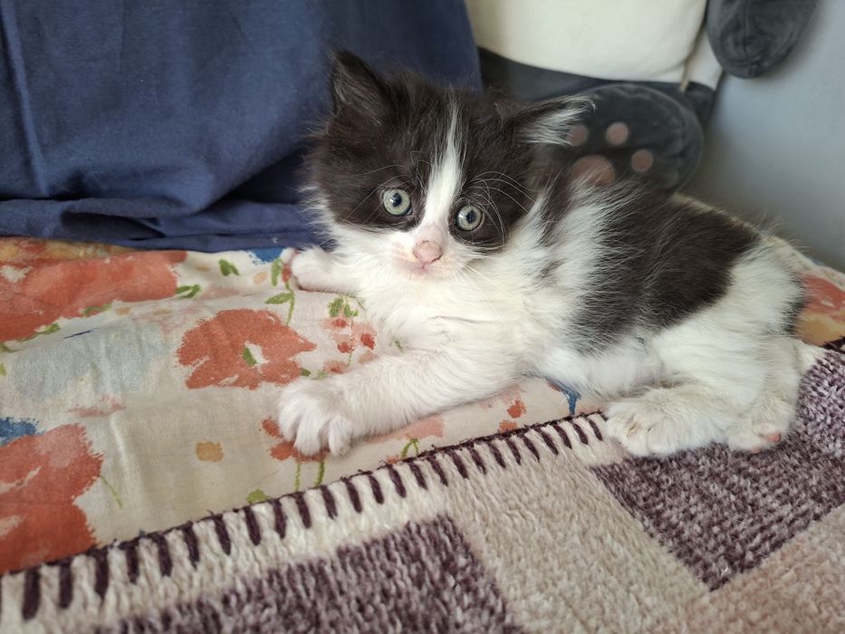 Подарявам котенца