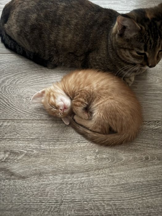 Отдам котят в добрые руки