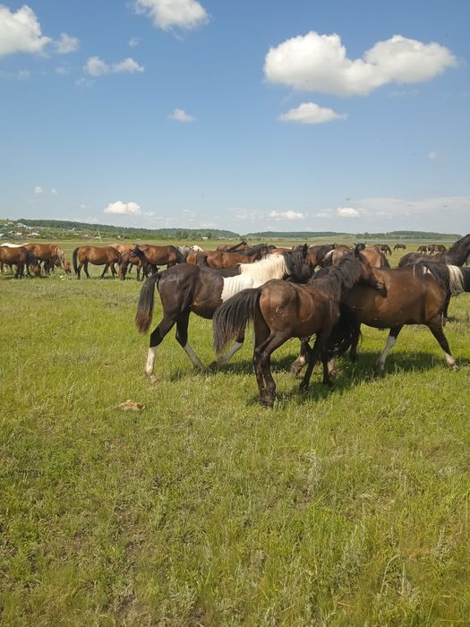 Продам кабыл и тайчиков