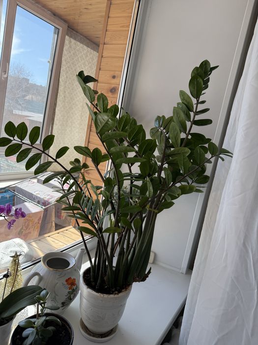 Замиокулькас долларовое дерево