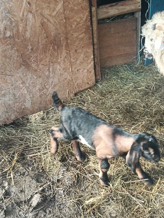 Vând tapisori anglo nubian și metis anglo nubian cu sannen