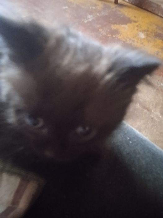 Отдам котенка мальчик в добрые руки