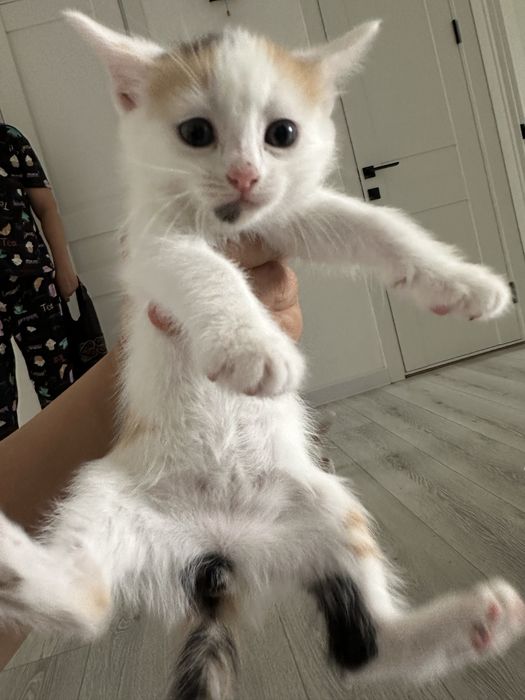 Котята бесплатно