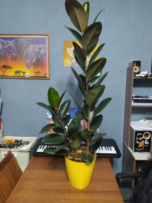 Фикус каучуконосный