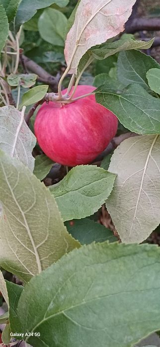 Продам саженцы яблони и груши