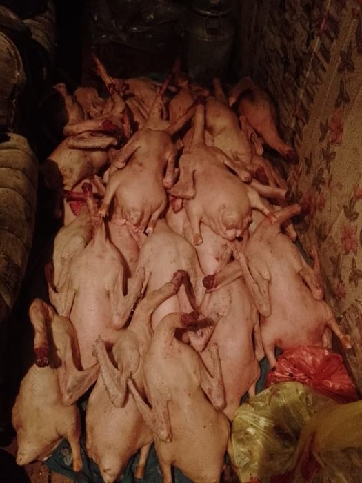 Продам мясо гуся