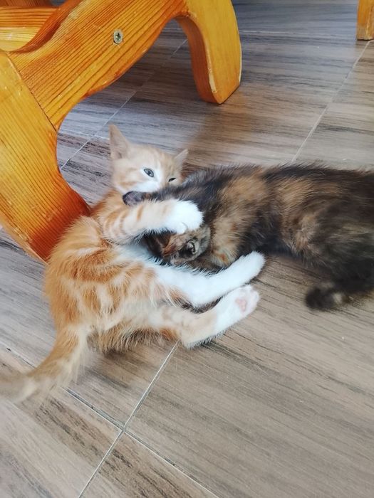 Котята домашние отдадим в хорошие руки