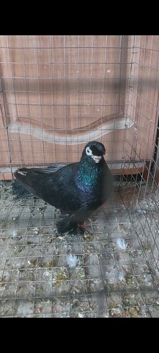 Голуб черный носочубый самец кептер