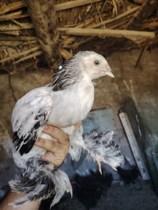 Brama jujalari tivuq bilan sotiladi 11 ta brama 8 ta kora shaxzoda