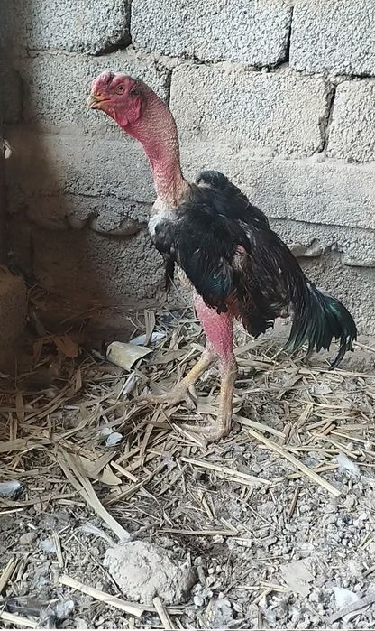 Dakan horoz soĝlom yosh 2