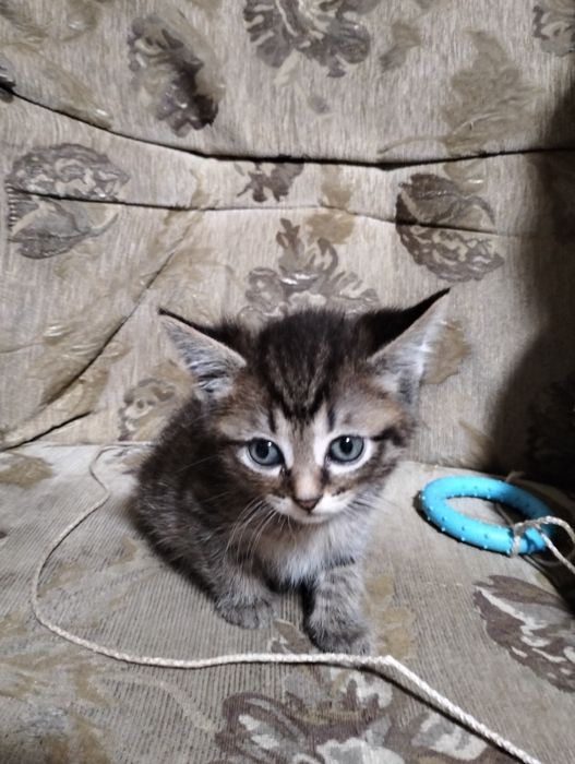 Отдам котят бесплатно