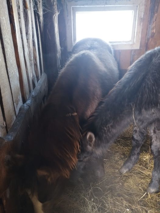 Жеребята хорошие