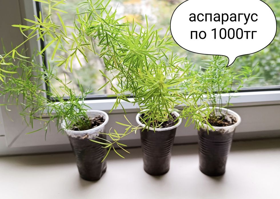 Алое колеус толстянка  сансевиерия аспарагус