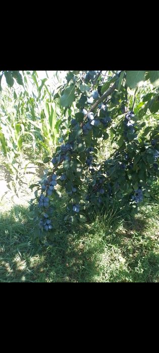 Vand pomi fructiferi si arbusti fructifer