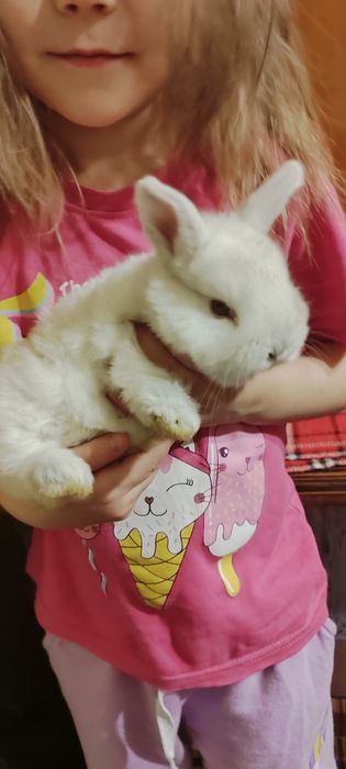 Крольчата беленькие