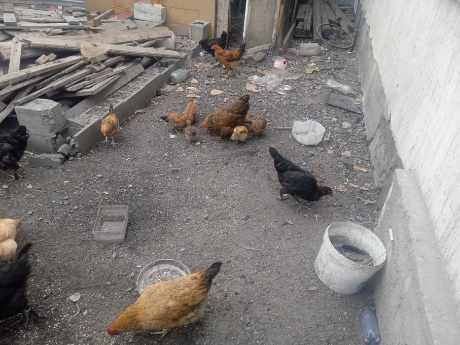 Куры цыплята продам