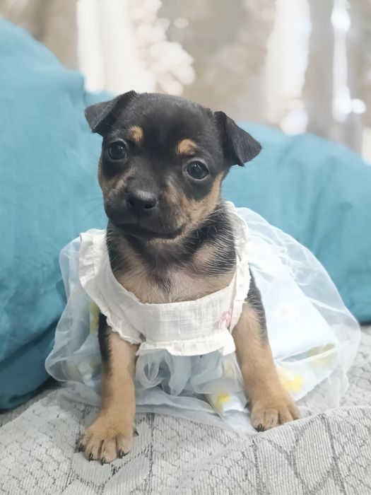 Щенок той-терьера