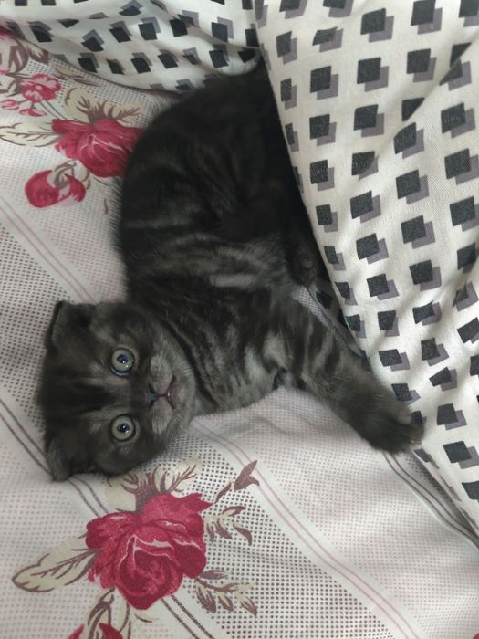 Котята шотландские   50000  т.