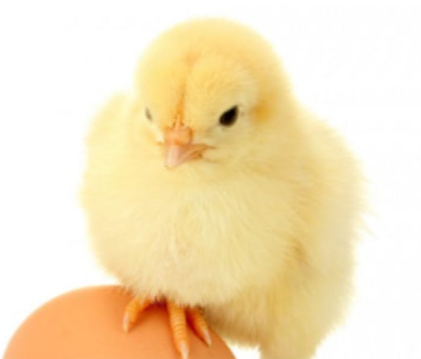 Inkubator tuxum ochiramiz