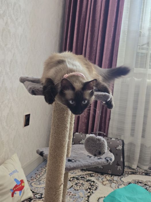 Кошка  в ақтау..