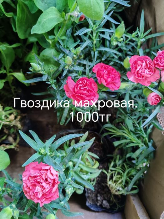 Продам цветы, комнатные и садовые.
