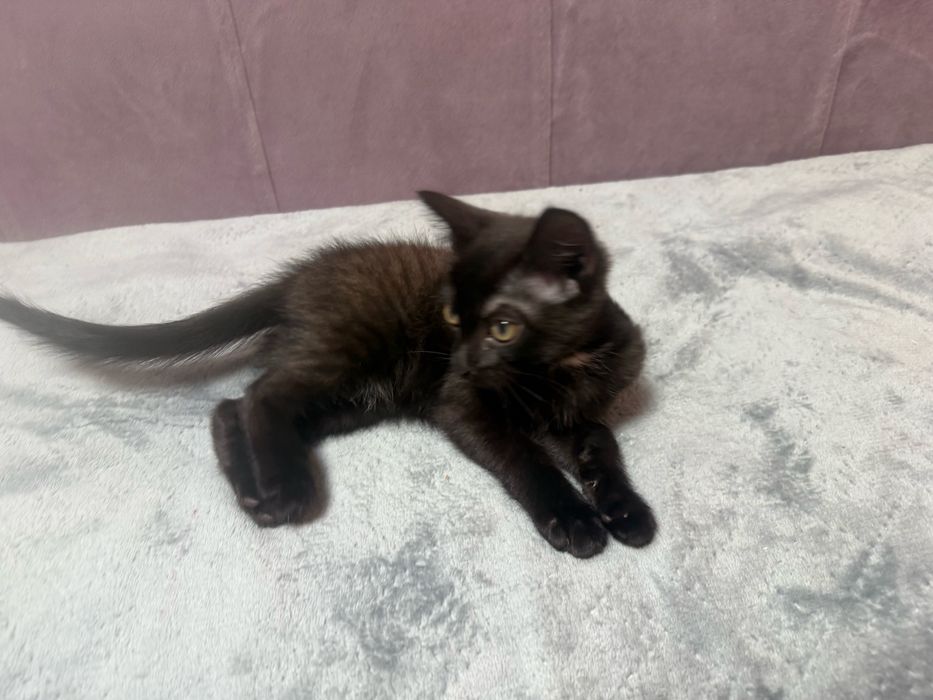 Отдам котёнка в хорошие руки